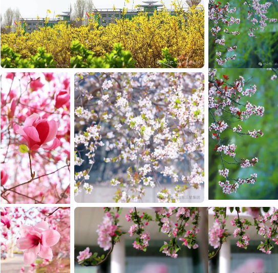 【春满鸿运国际】春色盈庭绘美景 芳华满目启新程
